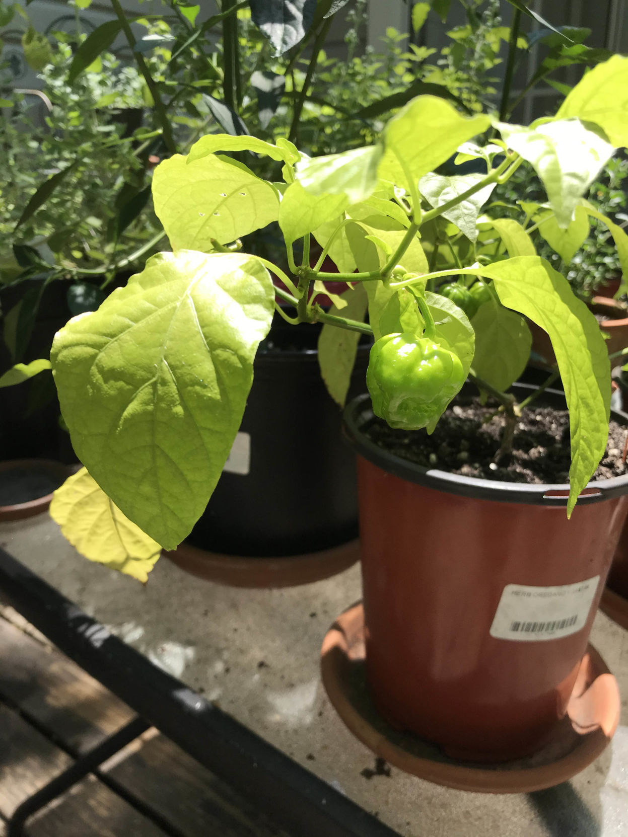 Gardening